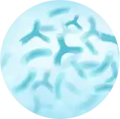 Prebiotics & Probiotics